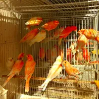 قناری نر مست ماده اماده جزئی و کلی