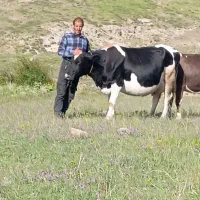 گاو 3دوغجاغ تزمینی میدم 10 کیلو شیر میدن|حیوانات مزرعه|خاروانا, |دیوار