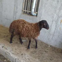 گوسفند