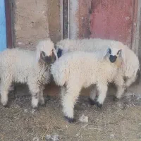 بره ماده|حیوانات مزرعه|هامون, |دیوار