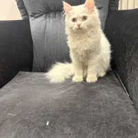 بچه گربه پرشین کت کلاسیک|گربه|یزد, |دیوار