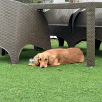 سگ گلدن رتریور واگذاری|سگ|گرگان, |دیوار