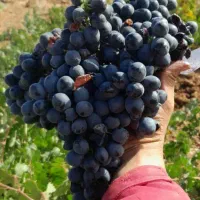 انگور سیاه دیمی
