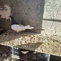 کبوتر|پرنده|تهران, شهر زیبا|دیوار