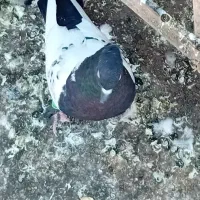 کفتر رنگی|پرنده|مشهد, شهرک ابوذر|دیوار