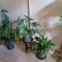 فروش گلهای لوکس اپارتمانی