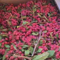 پخش عمده عناب (پنج کیلو به بالاقیمت عمده میشه )|خوردنی و آشامیدنی|تهران, قصر فیروزه ۲|دیوار