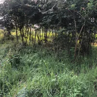 دو-قطعه-زمین-در-لاهیجان