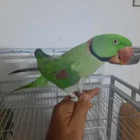 شاه طوطی جفت مولد|پرنده|رباطکریم, رباطکریم|دیوار