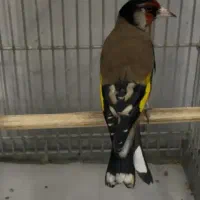 سهره زاغ جفتخور همه رنگ قناری