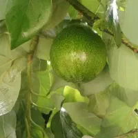 آووکادو