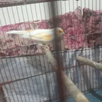 قناری نرسرامیکی|پرنده|پاکدشت, حصار امیر|دیوار