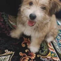 سگ شیتزو ۶ ماهه|سگ|شیراز, شهرک رضوان|دیوار