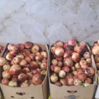 انارقارچ خرما پیارم خرمالو