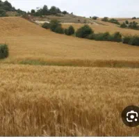 زمین کشاورزی دیمی