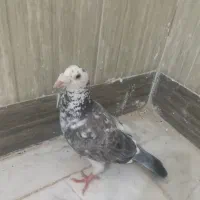 کبوتر