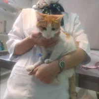 گربه نارنجی|گربه|مشهد, حسینآباد|دیوار