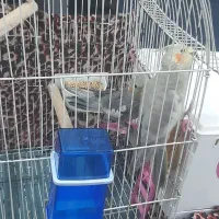 عروس هلندی|پرنده|بندر امام خمینی, |دیوار