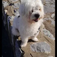 گمشده|حیوانات|اصفهان, بهارستان|دیوار