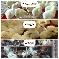 فروش جوجه گلپایگانی،خروسک و گوشتی راس۳۰۸
