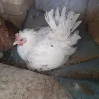 مرغ گلین|حیوانات مزرعه|سمیرم, |دیوار