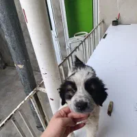 توله سگ شاهسون|سگ|میاندوآب, |دیوار