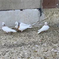 کبوتر طوقی|پرنده|درگزین, |دیوار