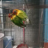 مولد طوطی برزیلی