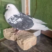 کبوتر دوکت پشت دار|پرنده|اصفهان, قهجاورستان|دیوار