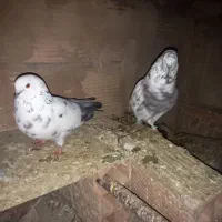 کبوتر پرشی|پرنده|پاکدشت, پاکدشت (مامازند)|دیوار