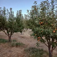 فروش باغ دو راهی لیلمانج|فروش دفتر صنعتی، کشاورزی، تجاری|سنقر, |دیوار