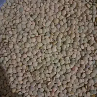 عدس درشت۱۸۰|خوردنی و آشامیدنی|نقده, |دیوار