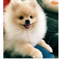 پانسیون خانگیه پودی|خدمات پیشه و مهارت|فردیس, شهرک ناز|دیوار