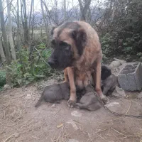 سگ سراب نر و ماده ذات قدیم.|سگ|رشت, حومه رشت|دیوار