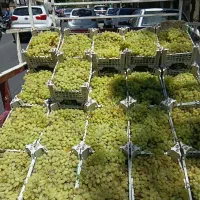 انگورعسکر