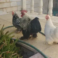 تخم نطفه دار کوشین