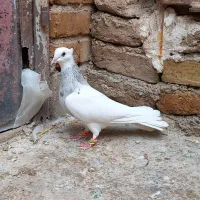 طوقی بید مشکی|پرنده|سنقر, |دیوار