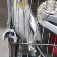 فروش عروس هلندی نر آماده کارداده|پرنده|ارومیه, |دیوار