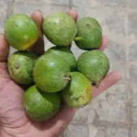 گردو توسرکان تازه مغز دار الا به شرط فقط ۸۵هزار