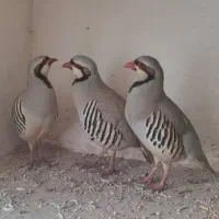 بلدرچین کوهی