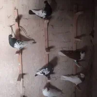 کفتر .کبوتر|پرنده|قوچان, |دیوار