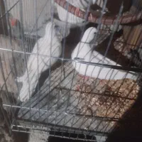 کبوتر خانگی(شاتو)