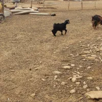 کهره نر|حیوانات مزرعه|بندر ماهشهر, |دیوار