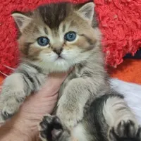 گربه کیوت|گربه|محلات, |دیوار