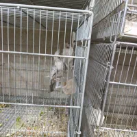 عروس هلندی|پرنده|فشاپویه, |دیوار