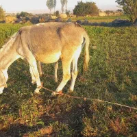 خر ماده|حیوانات مزرعه|اردبیل, |دیوار