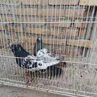 کفتر|پرنده|آزادشهر, |دیوار