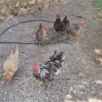خروس ومرغ