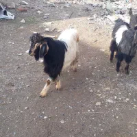 ۵راس بزغاله چاق|حیوانات مزرعه|کرمانشاه, |دیوار