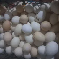 فروش تخم مرغ